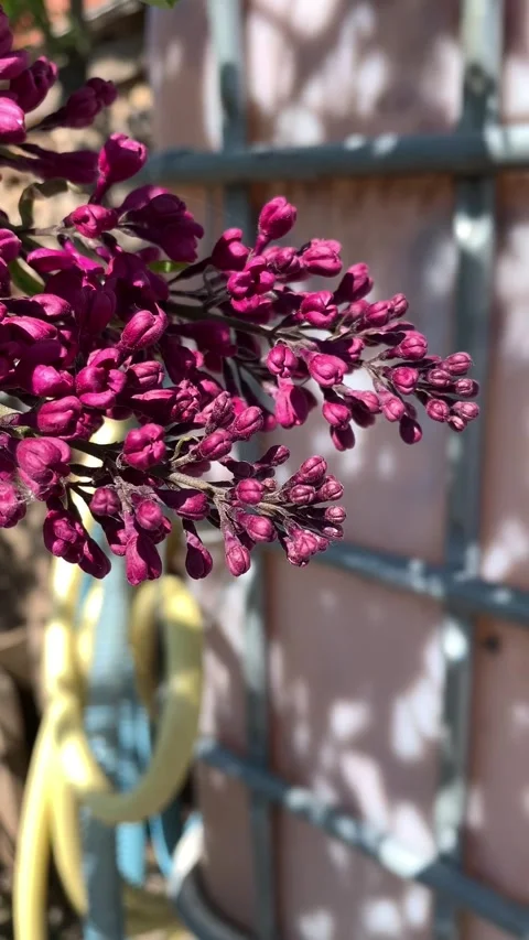 Blooming lilac bush in spring. Close-up view Stock Footage 308071319