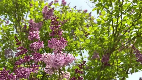 Blooming lilac close-up. Stock Footage 155669752