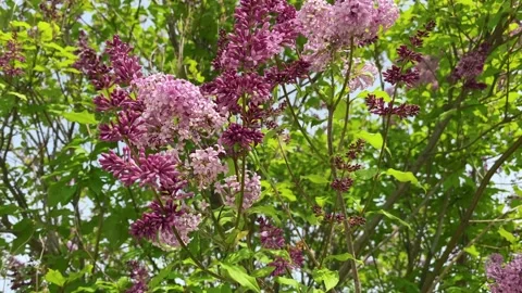 Blooming lilac close-up Stock Footage 155669796