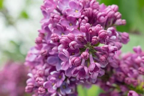 Blooming lilac close up Stockfoto's