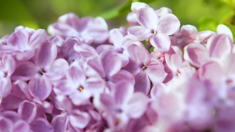 Blooming lilac flower close-up. Camera moving along the beauty fragrant tiny Stock Footage 89976582