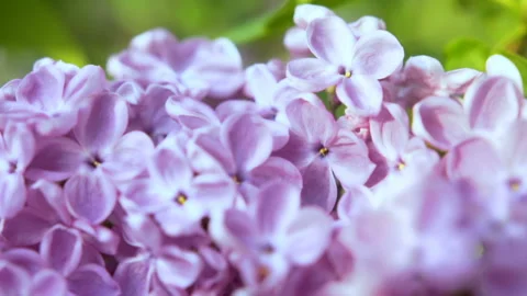 Blooming lilac flower close-up. Camera moving along the beauty fragrant tiny Stock Footage 89978575