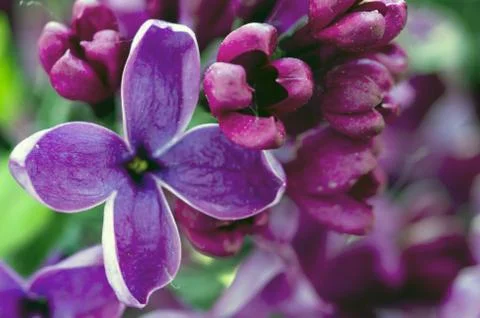 Blooming lilac flowers. Abstract background. Macro photo. Stock Photos