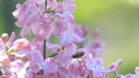 Blooming lilac flowers close up in spring Stock Footage 103221501