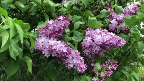 Blooming lilac flowers Stock Footage 122006074