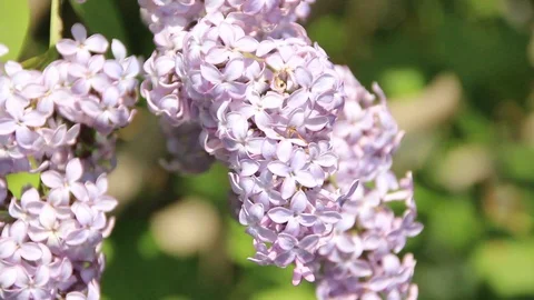 Blooming lilac Stock Footage 100322404