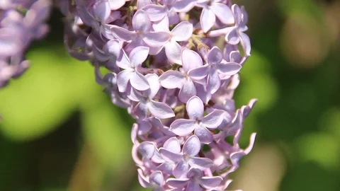 Blooming lilac Stock Footage 100322609
