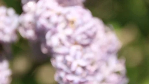 Blooming lilac Stock Footage 100322623