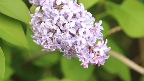 Blooming lilac Stock Footage 100322662