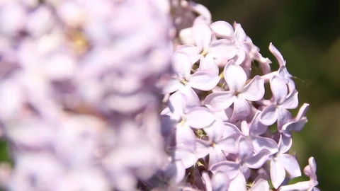 Blooming lilac Stock Footage 100322698