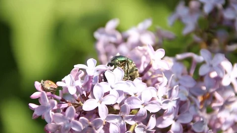 Blooming lilac Stock Footage 100322744