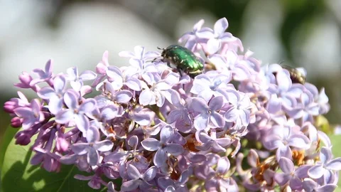 Blooming lilac Stock Footage 100322745