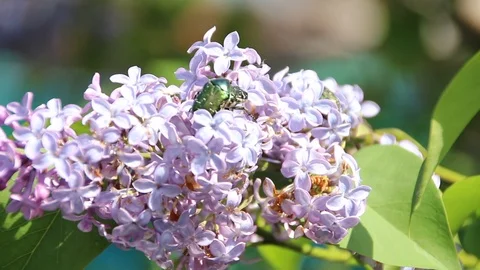Blooming lilac Stock Footage 100322760