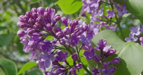 Blooming lilac . Stock Footage 131309607