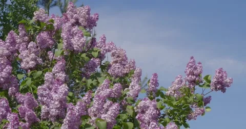 Blooming lilac . Stock Footage 131309648