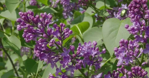 Blooming lilac . Stock Footage 131309662