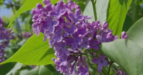 Blooming lilac . Stock Footage 131309674