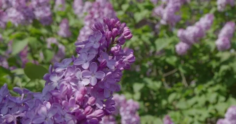 Blooming lilac . Video stock 131309684