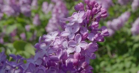 Blooming lilac . Stock Footage 131309782