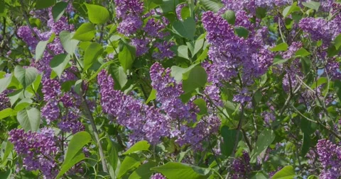 Blooming lilac . Stock Footage 131312740