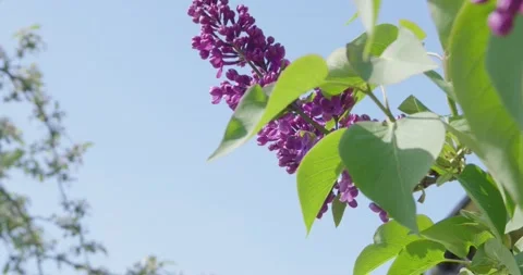 Blooming lilac . Stock Footage 131312749