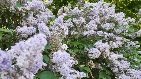 Blooming lilac Stock Footage 310615596