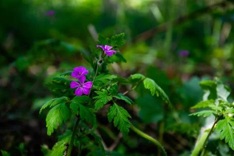 Blooming lilac geranium in a forest clearing with bokeh effect. Stock Photos