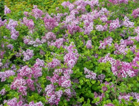Blooming Lilac Hedge Stock Photos