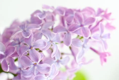Blooming lilac, macro Stock Photos