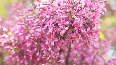 Blooming lilac, natural background Stock Footage 241031970