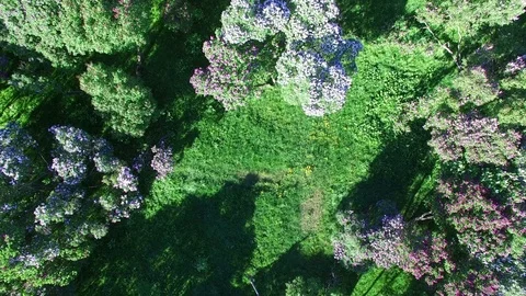 Blooming lilac in the park Video stock 83397916