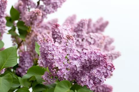 Blooming lilac Фото