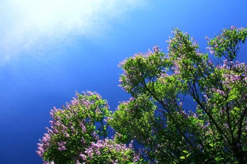 Blooming Lilac Stock Photos