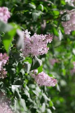 Blooming lilac Stock Photos