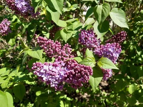 Blooming Lilac Stock Photos