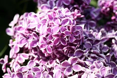 Blooming Lilac Stock Photos
