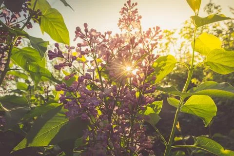 Blooming lilac Stock Photos