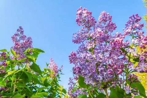 Blooming lilac Stock Photos