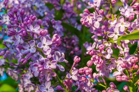 Blooming lilac Stock Photos