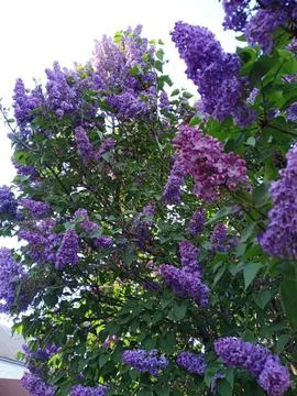 Blooming lilac Foto stock
