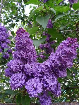 Blooming lilac Foto stock
