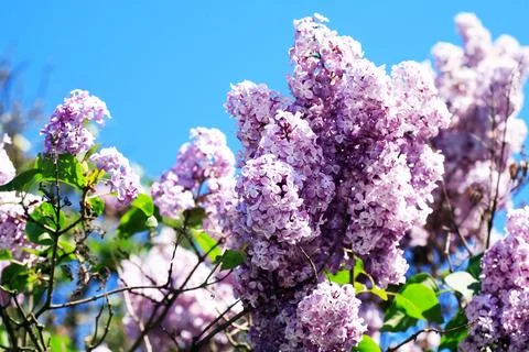 Blooming Lilac Stock Photos