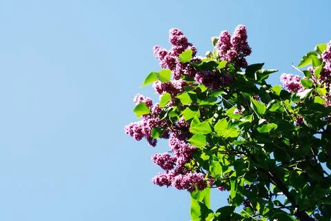Blooming Lilac Stock Photos