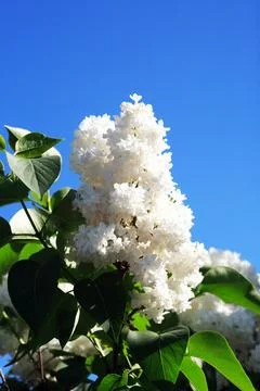 Blooming Lilac Stock Photos