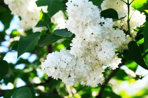 Blooming Lilac Фото