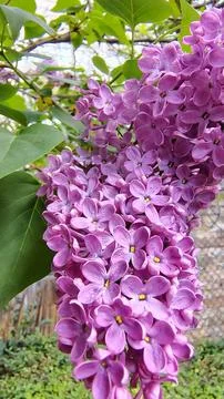 Blooming lilac Stock Photos