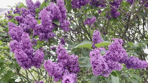 A blooming lilac in the rain Stock Footage 243001495