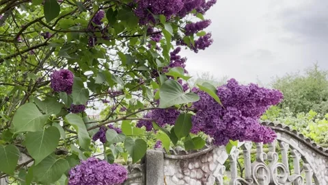 A blooming lilac in the rain Stock Footage 243001535