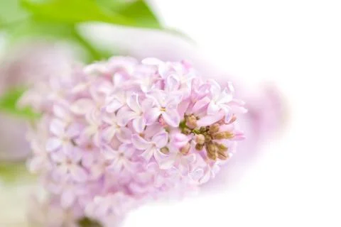 Blooming lilac, selective focus Stock-Fotos