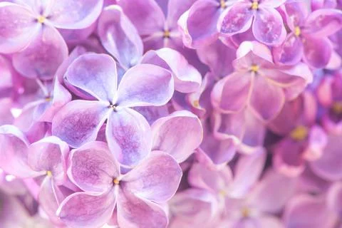 Blooming lilac in soft processing, toned. Lilac background, texture Stock Photos